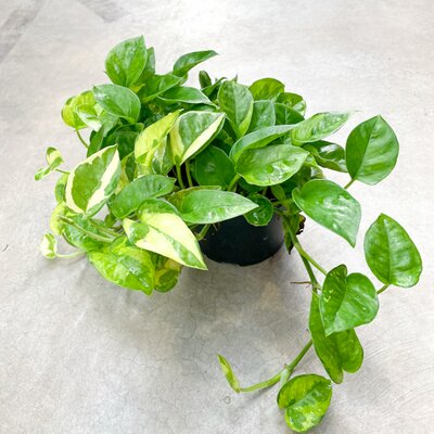 Epipremnum Lemon Meringue