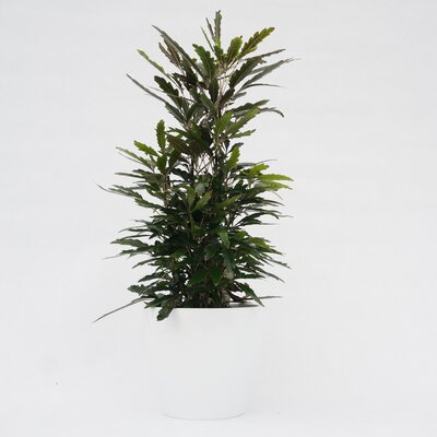 False Aralia