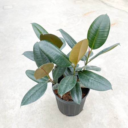 10" Ficus Burgundy Bush