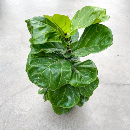 Ficus Lyrata Bush