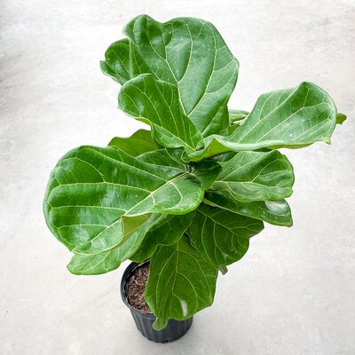 Ficus Lyrata Standard