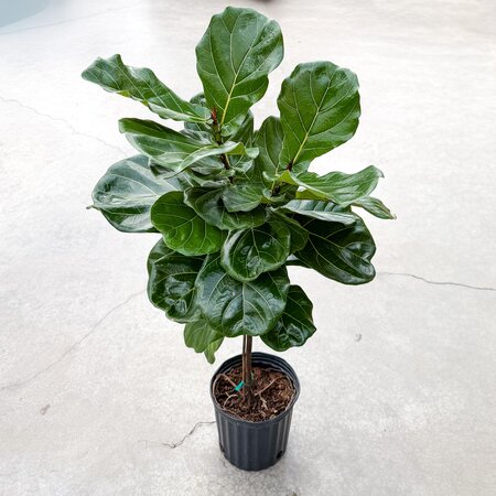 14" Ficus Lyrata Standard