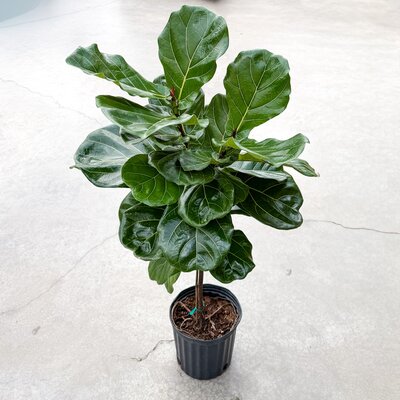 14" Ficus Lyrata Standard