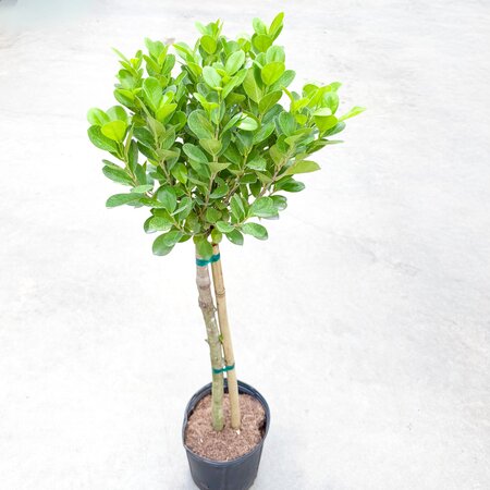 10" Ficus Moclame Standard
