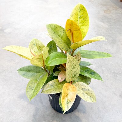 10" Ficus Shriveana Moonshine