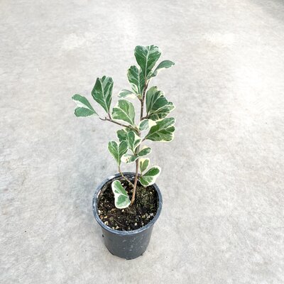 Ficus Triangularis Var