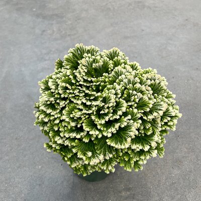 Frosty Christmas Fern