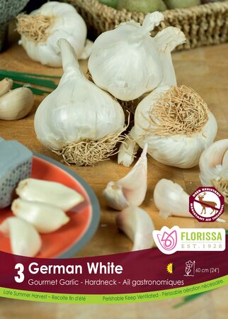 Garlic German White