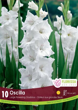Gladiolus Oscilla