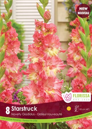 Gladiolus Starstruck