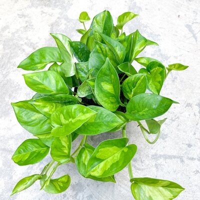 Global Green Pothos