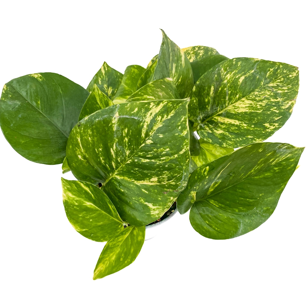 Golden Pothos Lacoste Garden Centre Winnipeg