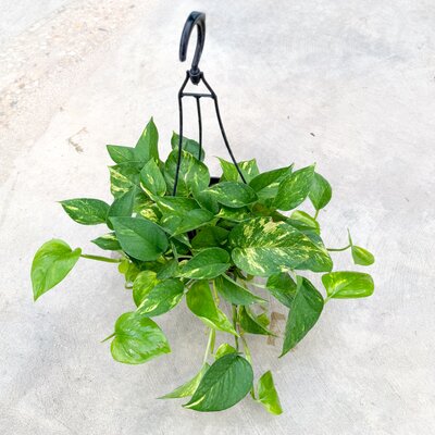 6" Golden Pothos