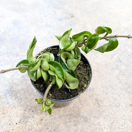 4" Hoya Krinkle Kurl