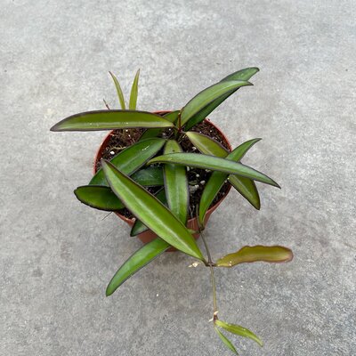 Hoya Wayettii