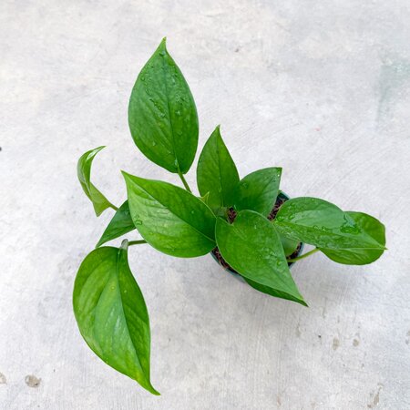 4" Jade Pothos
