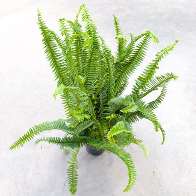 6" Kimberly Queen Fern