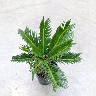 6" King Sago Palm