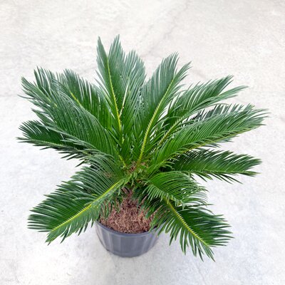 King Sago Palm