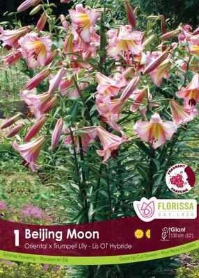 Lily O/T Hybrid Beijing Moon