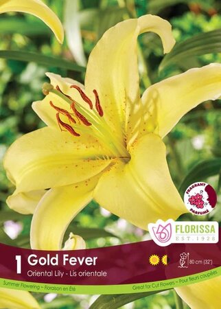 Lily Oriental Gold Fever