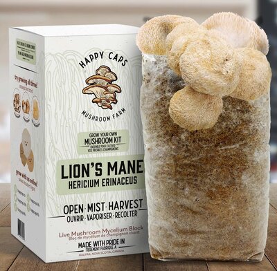 Lion's Mane Mushroom Kit