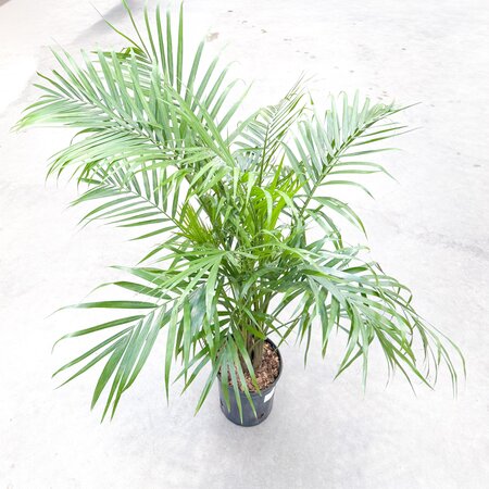 10" Majesty Palm