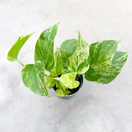 4" Marble Queen Pothos