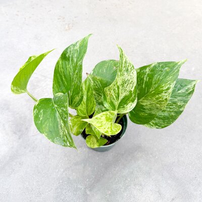 Marble Queen Pothos