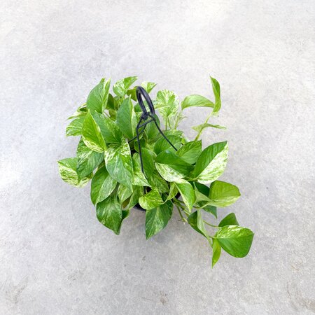 8" Marble Queen Pothos