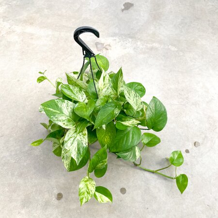 Marble Queen Pothos Hanging Basket