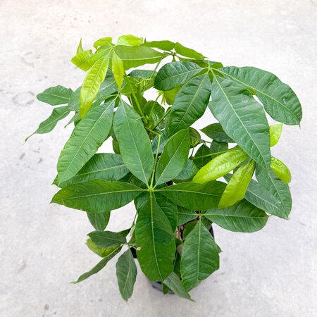 10" Money Tree Braid