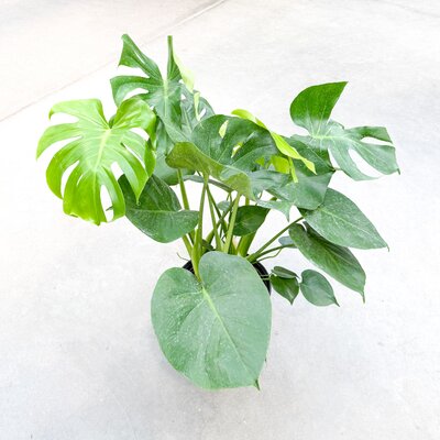 Monstera Deliciosa