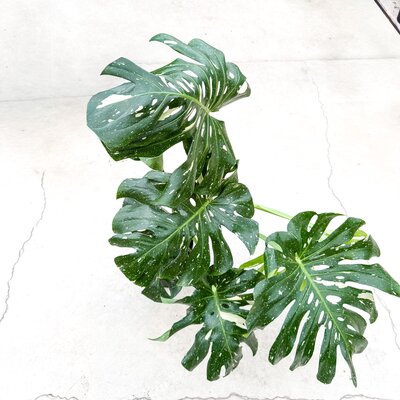 10" Monstera Thai Constellation