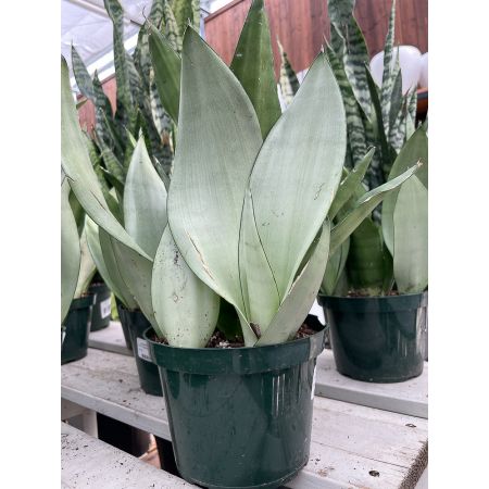 Sansevieria Moonshine