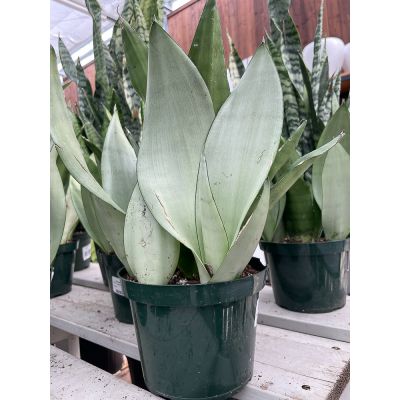 Sansevieria Moonshine