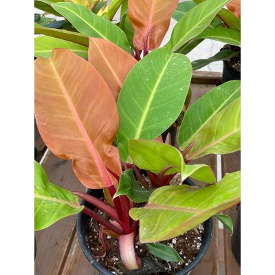 Philodendron Prince of Orange