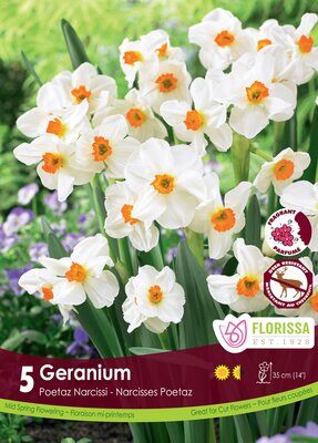 Narcissus Geranium