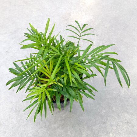 6" Neanthebella Palm