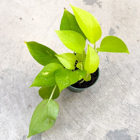 4" Neon Pothos