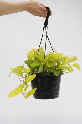 Neon Pothos