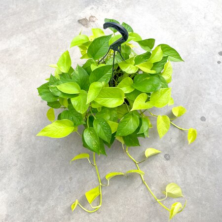 Neon Pothos Hanging Basket