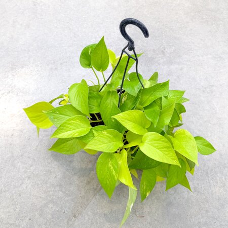 8" Neon Pothos Hanging Basket