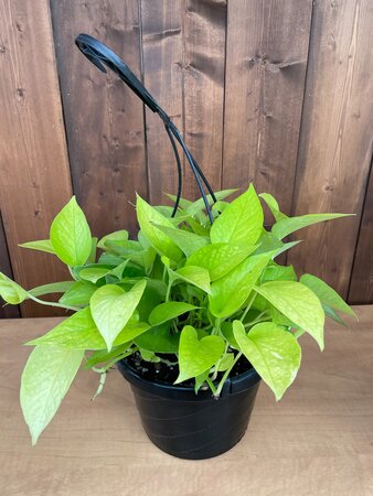 Neon Pothos Hanging Basket