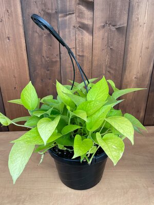 Pothos Neon HB