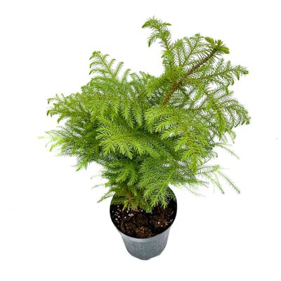 Norfolk Island Pine