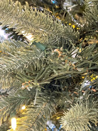 7.5' Pencil Tree - image 4