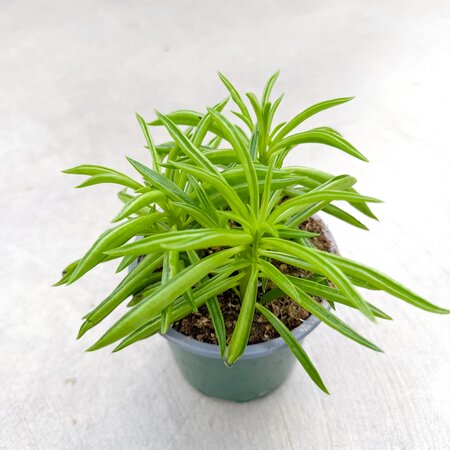 Peperomia Happy Bean