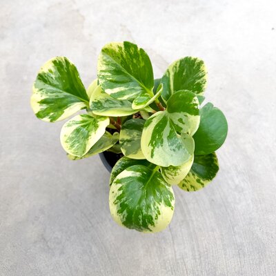 Peperomia Marble