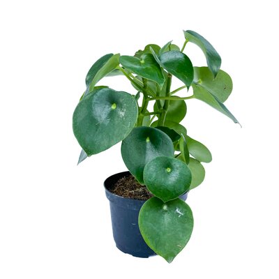 Peperomia Raindrop